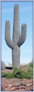 Saguaro Image
