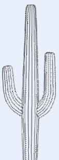 Saguaro Outline