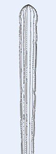 Spear Outline